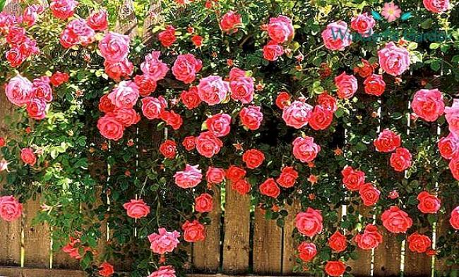 Топ-12 зимостійких в`юнких троянд, які квітнуть все літо