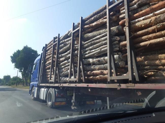 У Костополі по розпеченому асфальту вантажівками перевозять деревину (ФОТО)