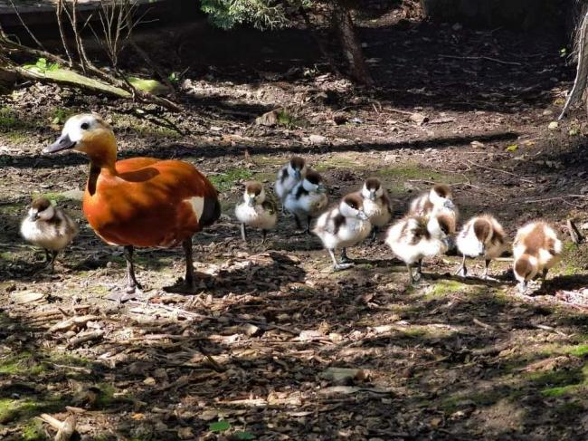 У Рівненському зоопарку дали потомство червонокнижні птахи (ФОТО)