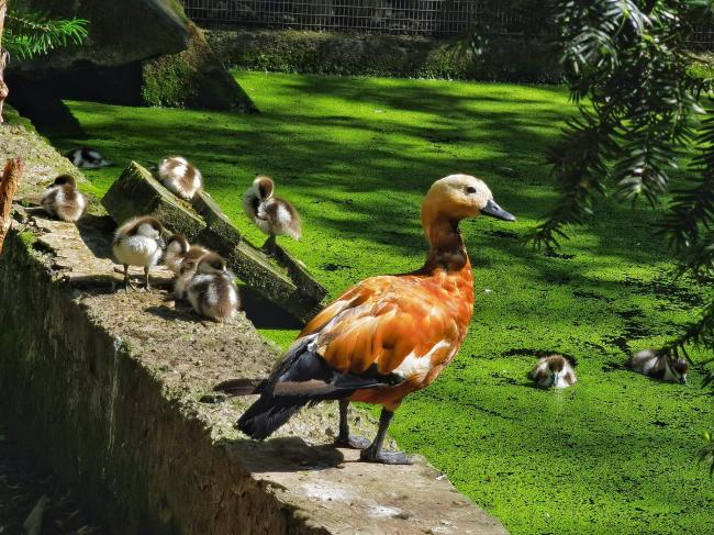 У Рівненському зоопарку стало більше червонокнижних птахів (ФОТО)