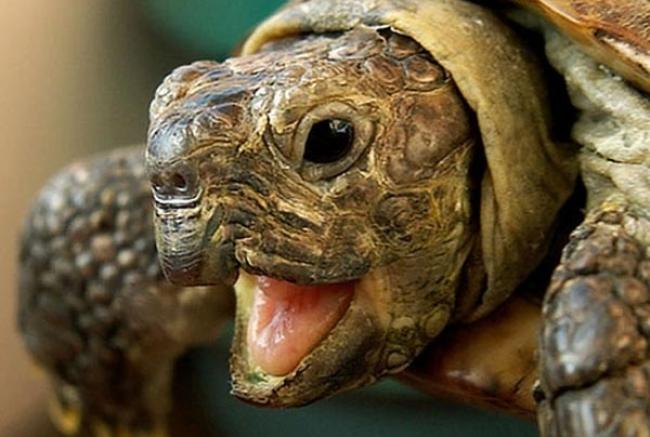 У Рівненському зоопарку відбудеться день черепах