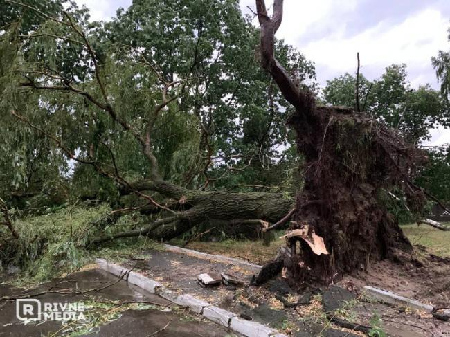У селі на Рівненщині вітер виривав дерева з коренем (ФОТО)