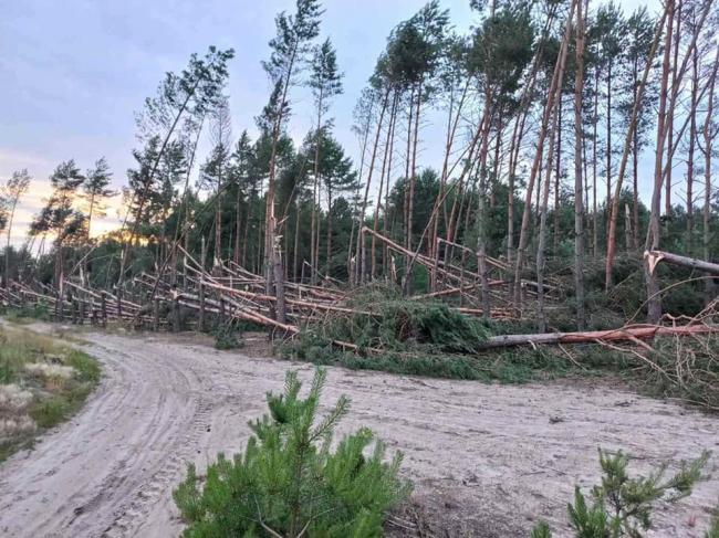 Убивча буря пошкодила тисячі гектарів лісу на Рівненщині: відомо, де найбільше