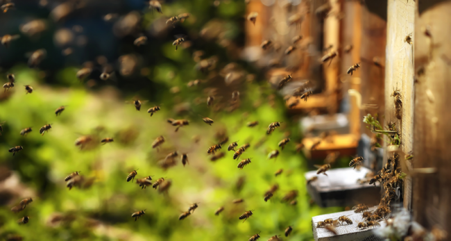 Викликали "швидку": на Рівненщині чоловіка покусали бджоли