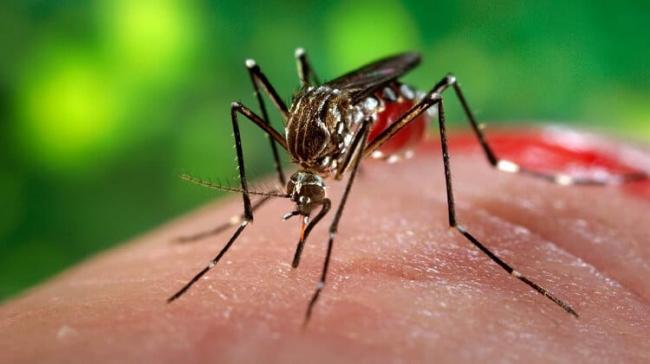 Як вберегтися від комарів та що робити в разі укусу? 
