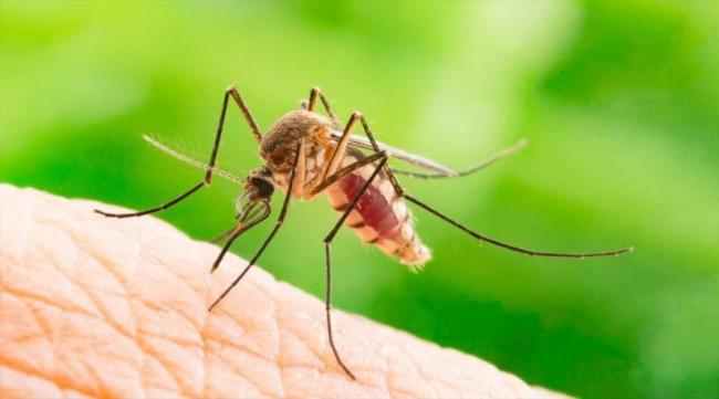 Як уберегтись від укусів комарів?