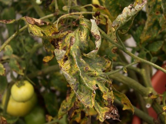 Чому сохне листя помідорів і що з цим робити?