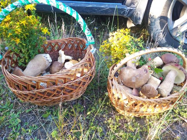 Два кошики грибів: мешканка Рівненщини похизувалась лісовими трофеями