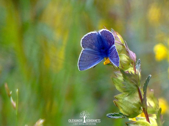 Фотограф з Полісся зазнімкував барвистих метеликів (ФОТО)