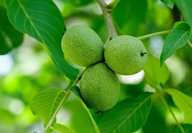 Корисні властивості зелених волоських горіхів