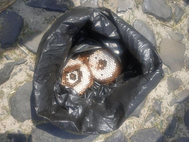 Мешканець села на Рівненщині знайшов під підлогою будинку гніздо шершнів