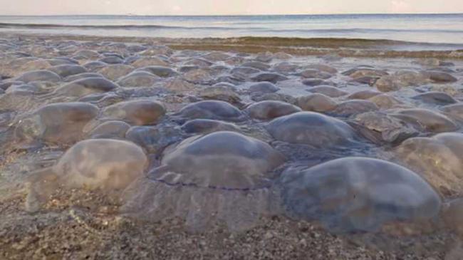 На Азовському морі медузи заполонили узбережжя (ВІДЕО)