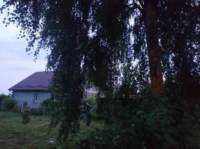 На Рівненщині блискавка вдарила в дерево: його довелось зрізати (ФОТО)
