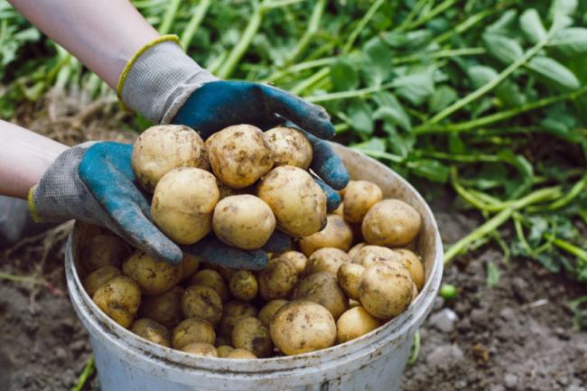 На Рівненщині під загрозою урожай картоплі та буряків: відома причина