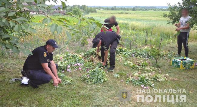 На Рівненщині поліцейські виявляють незаконні посіви маку