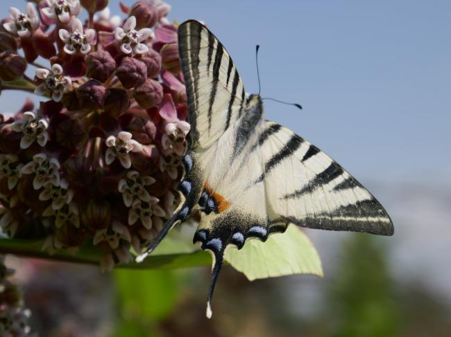На Рівненщині помітили рідкісного "червонокнижного" метелика (ФОТО)