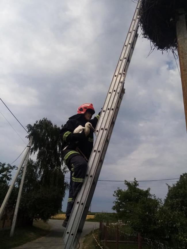 На Рівненщині пожежники врятували молодого лелеку (ФОТО)