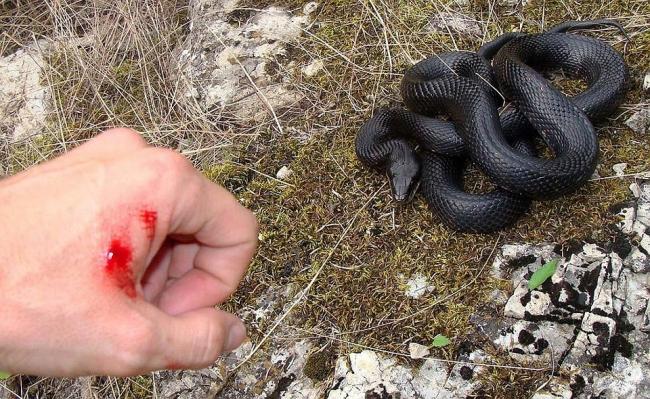 У Рівненській області вже шістьох осіб покусали змії: серед них - дитина