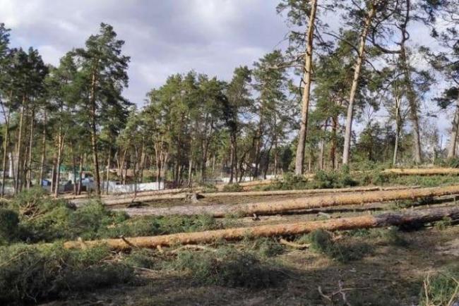На території природного заповідника на Рівненщині виявили незаконну порубку сосен
