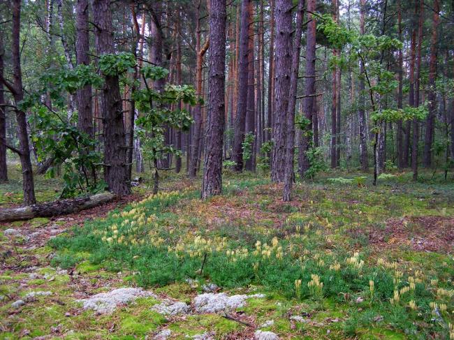 42 посадовці одного з лісгоспів на Рівненщині платитимуть штрафи