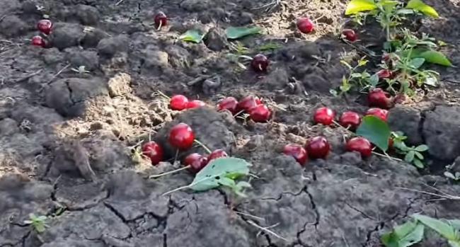 Нікому не потрібна: в Україні фермери знищують урожай черешні