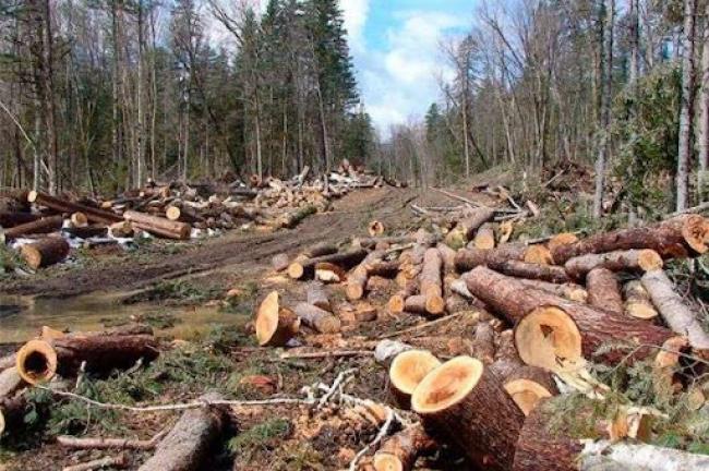 На Рівненщині працівник лісництва може "сісти" на 7 років за незаконну вирубку дерев