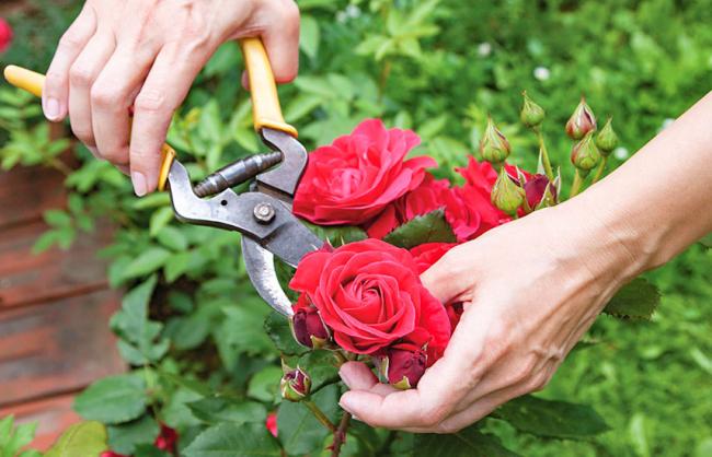 Обрізка троянд влітку: поради для дачників