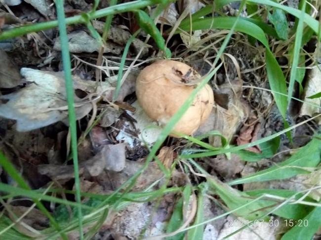 Мешканці Рівненщини знаходять у лісі гриби, попри спеку (ФОТО)