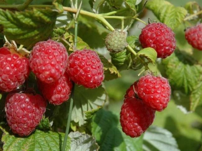 5 причин, через які ваша малина дає кислі ягоди