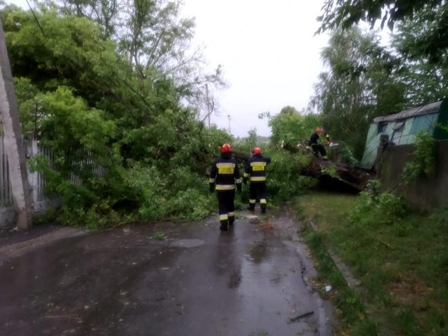 Сильний вітер повалив дерева на дорогу в селі на Рівненщині
