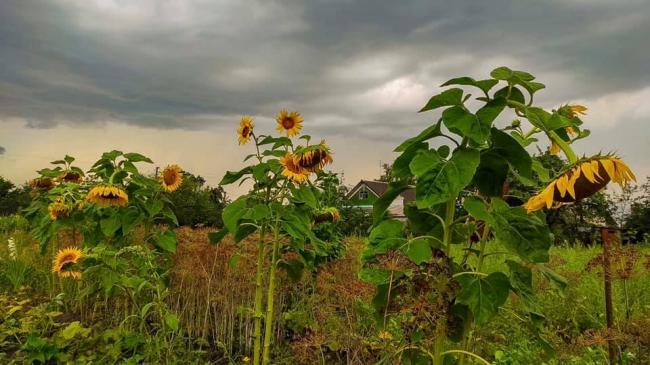 "Соняхи перед грозою": мешканець Рівненщини поділився красивими пейзажами (ФОТО)