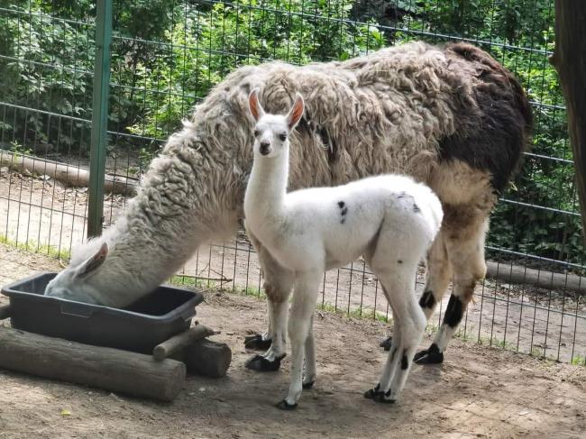 У Рівненському зоопарку народилося дитинча лами (ФОТО)