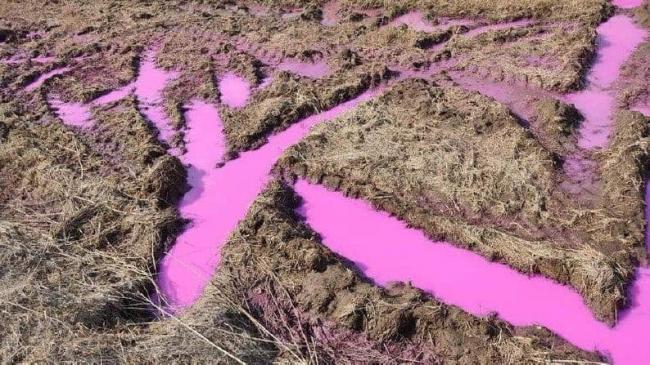Відомо причину появи рожевих калюж у полі на Рівненщині