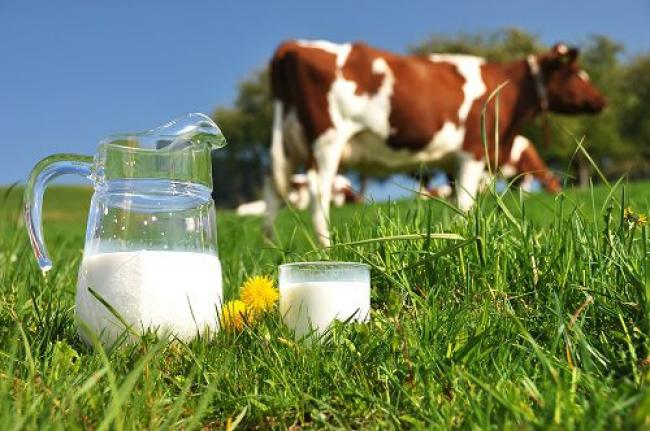 Фермери Рівненщини можуть отримати дотацію на утримання корів