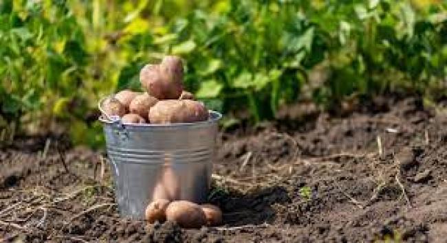Після фіксації: найкращий час копати картоплю