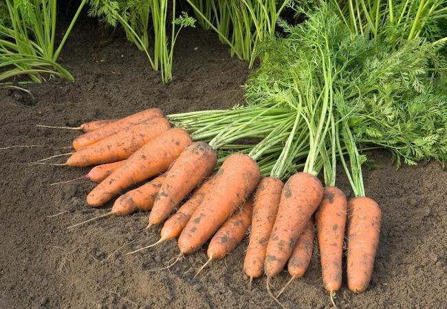 Коли треба забирати моркву з городу?