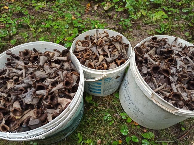 Лисички, які більше схожі на "вовчиків": у лісах Тернопільщини чоловік назбирав незвичних грибів 