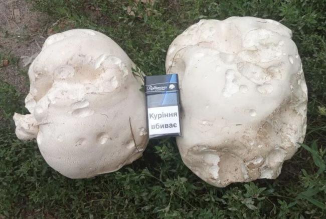 Мешканець Рівненщини похизувався знайденими "дощовиками гігантськими" (ФОТОФАКТ)