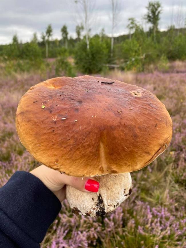 Мешканка Рівненщини поділилась місцем, де відшукала великі гриби (ФОТО)