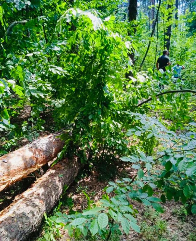 У лісі на Рівненщині на людину впало дерево: чоловік загинув