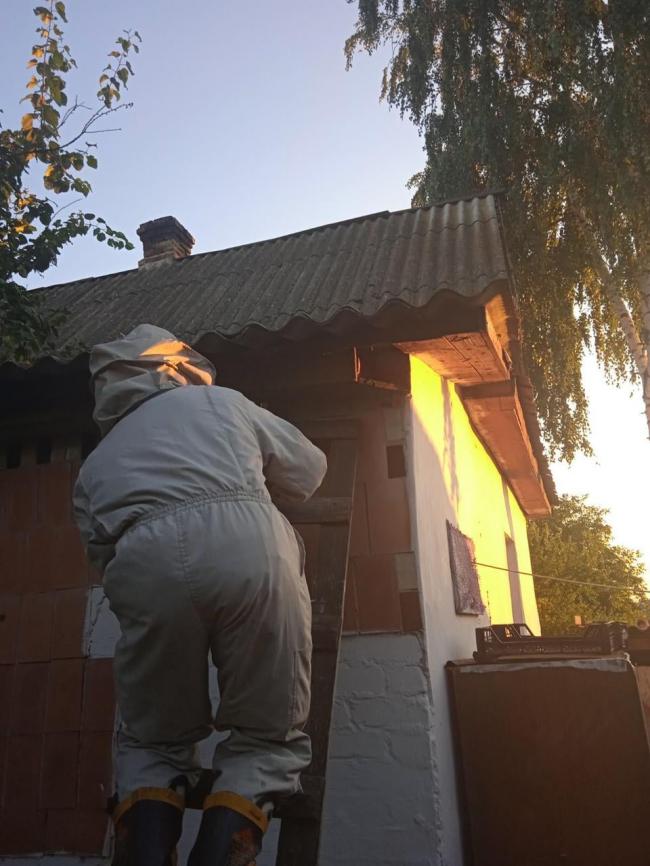 На Рівненщині рятувальники знищили два гнізда шершнів (ФОТО)