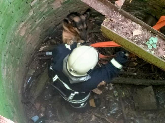 На Рівненщині собака впала у 8-метровий колодязь