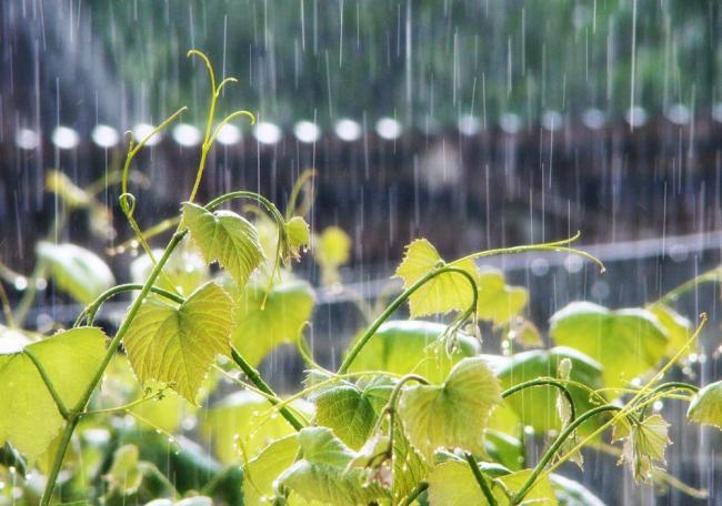 На Рівненщині з понеділка почнуться дощі