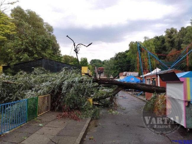 Вітер повалив дерева та дорожні знаки: Львів знову накрила негода (ФОТО)