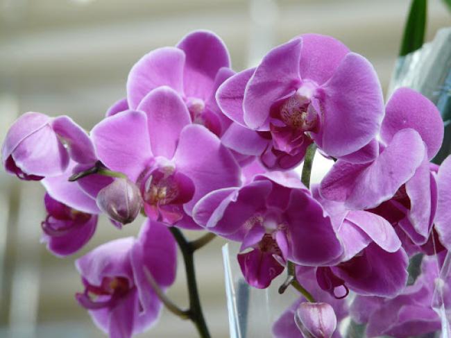 Орхідея Фаленопсис: особливості догляду за квіткою 