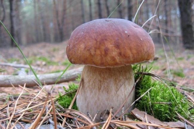 Мешканець Рівненщини знайшов щедрий урожай білих грибів (ВІДЕО)