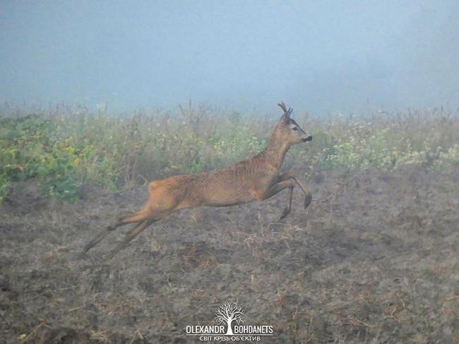 У ранковому тумані фотограф з Рівненщини розгледів косулю (ФОТО)