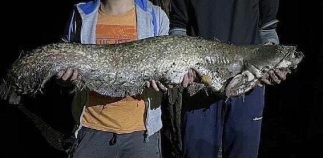 Рибалки з Рівненщини похизувались 12-кілограмовою рибою (ФОТОФАКТ)