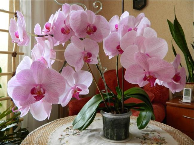 Як повернути до життя орхідеї: чотири прості способи