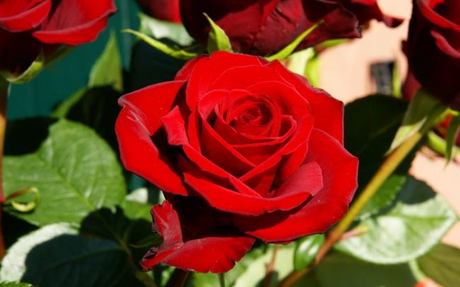 Як правильно садити троянду з букета, щоб вона прижилась і квітнула?